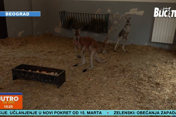 (FOTO, VIDEO) RODIO SE KENGUR U BEO ZOO VRTU! Još nema ime, pozivaju se Beograđani da budu kumovi, dajte predloge!