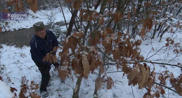 BADNJI DAN U MITROVICI I ZVEČANU: Miljan uranio kao pravi domaćin: Idemo po badnjak, da osvetlimo naš srpski običaj, da ga ne zaboravimo (video)