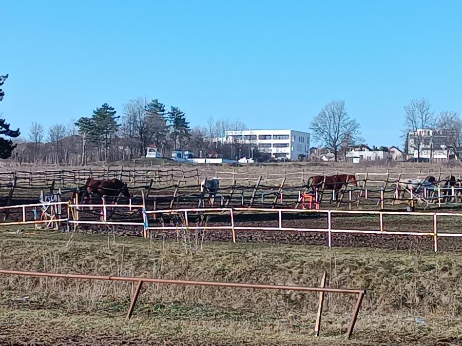 CRKAVALI JEDAN ZA DRUGIM, VALJALI SE OD BOLOVA! Prve slike nakon TROVANJA KONJA na Hipodromu: Pet uginulo na mestu – očevici opisali MUČNE PRIZORE (FOTO)