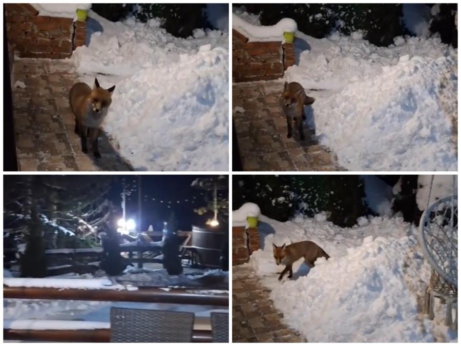 Divlja zver na Tari čula zvuk džakuzija pa upala na smeštaj: Domaćin je bogovski nahranio i poručio „Samo da se ne navikne!“ (VIDEO)