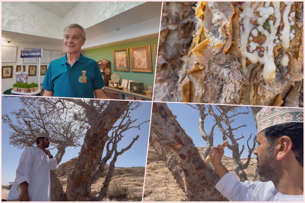 Evo sa kog drveta se bere tamjan: Ahmet i Dušan otkrili tajnu mirišljave i lekovite smole koja iz Omana stiže do Novog Sada (FOTO)