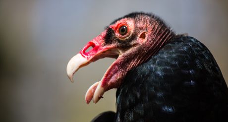 Turski lešinar je ćelav zbog groznog razloga, napadače zaliva odvratnim sadržajem, a ovo ispušta sebi na noge